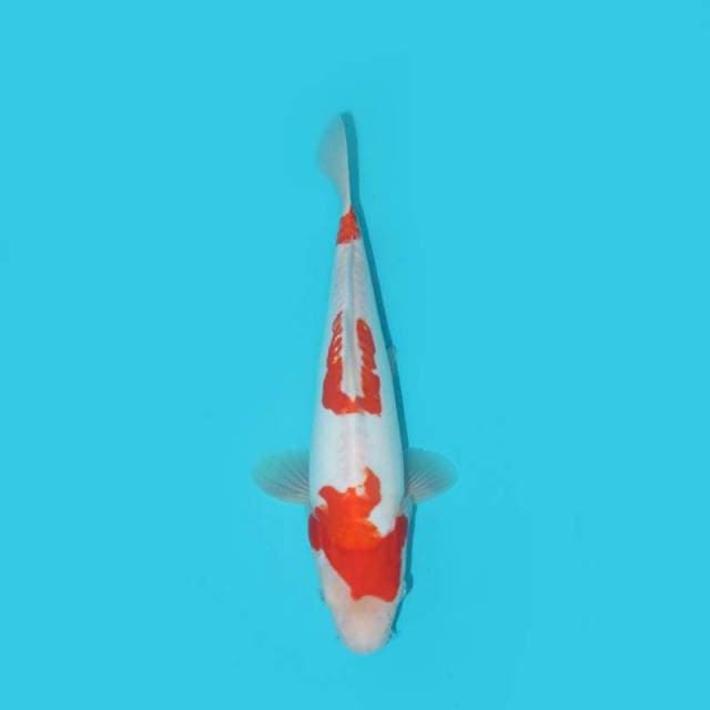YG_KOHAKU DOITSU MURNI_29 CM