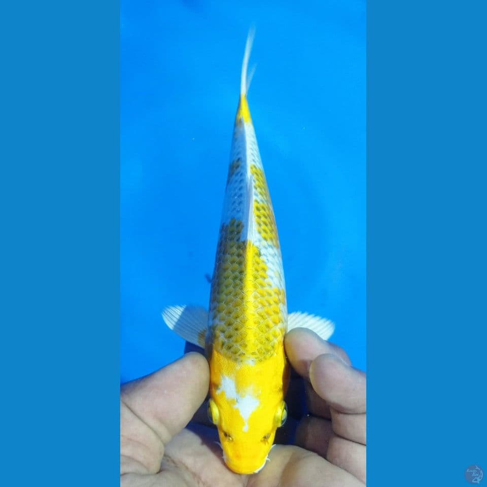KIRIN 20CM