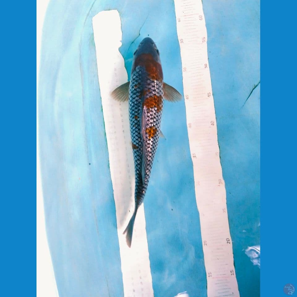 ochiba ginrin 34cm