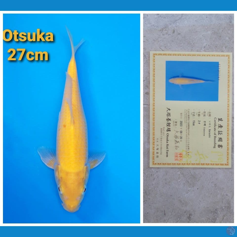 OTSUKA KARASHI 27CM SERTI