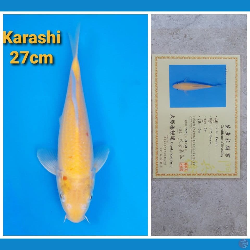 OTSUKA KARASHI 27CM SERTI