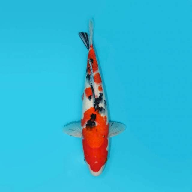 YG_SANKE_32CM