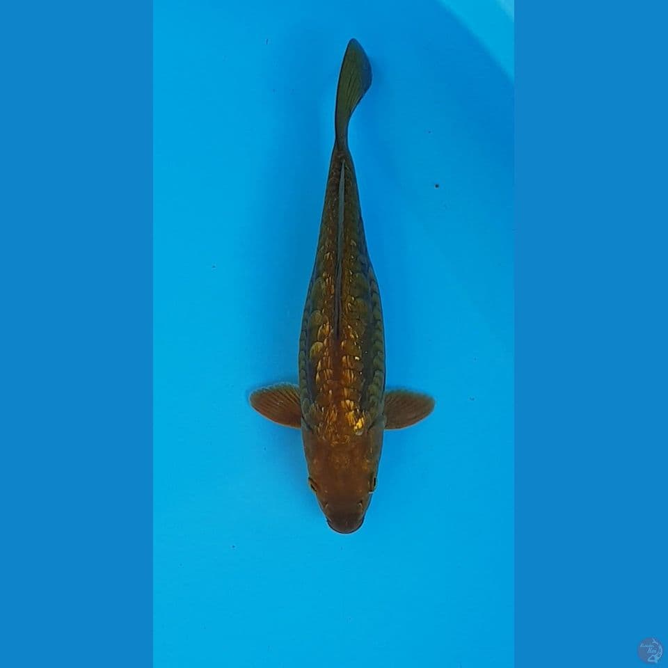 CAGOGOI ARAGOKE GINRIN