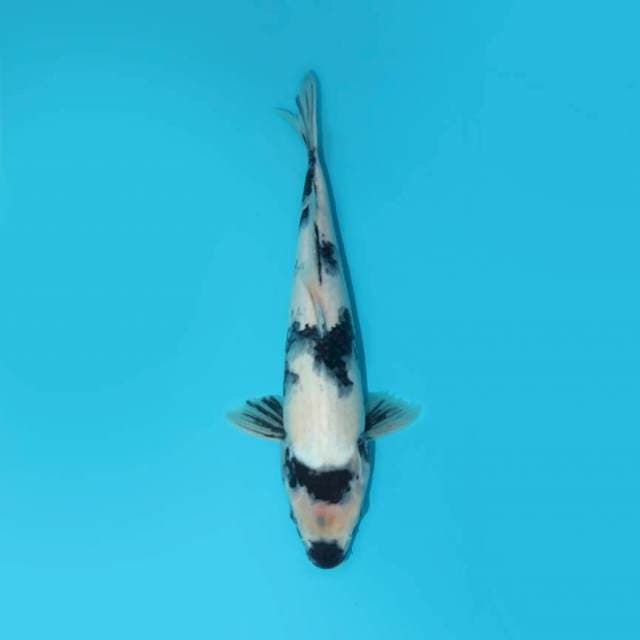 YG_SHIRO_36 CM