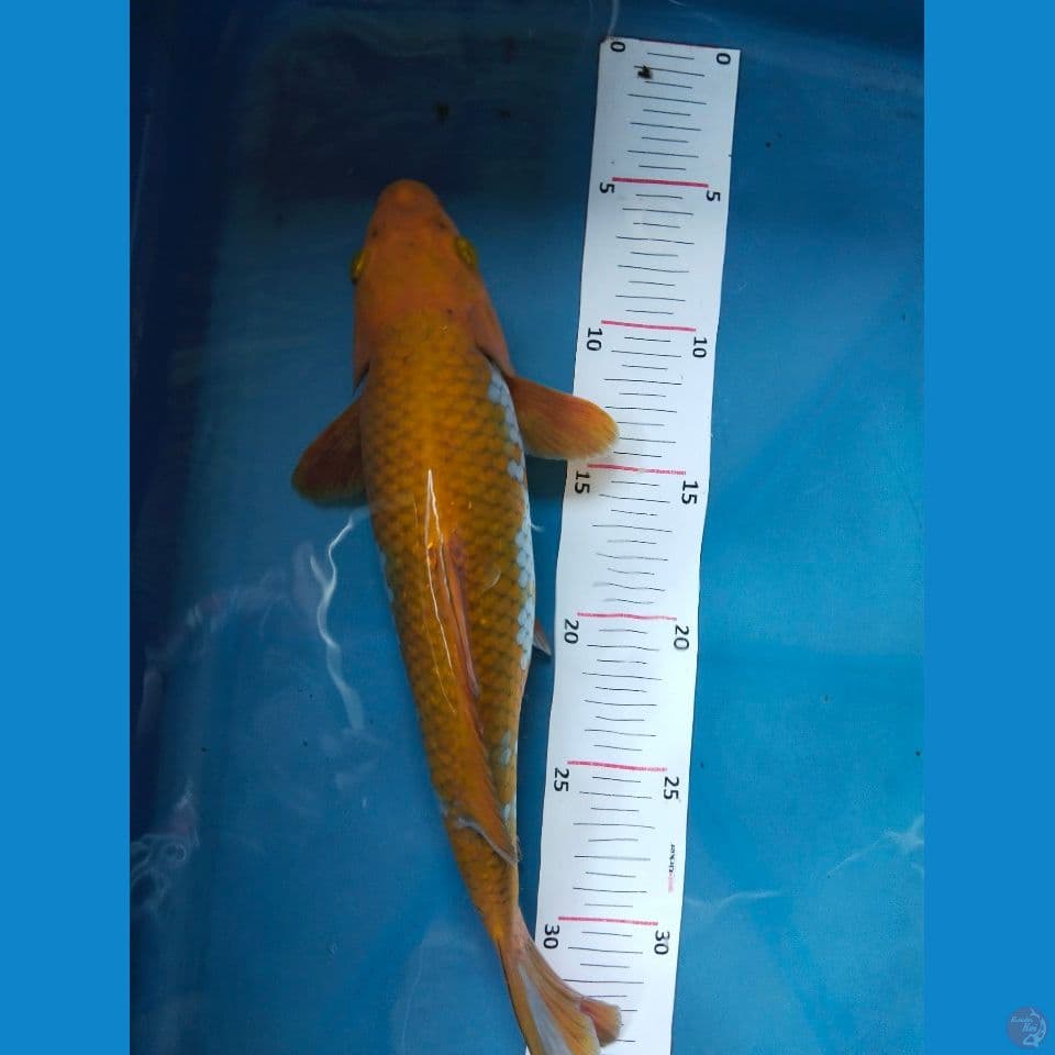 ochiba 30cm