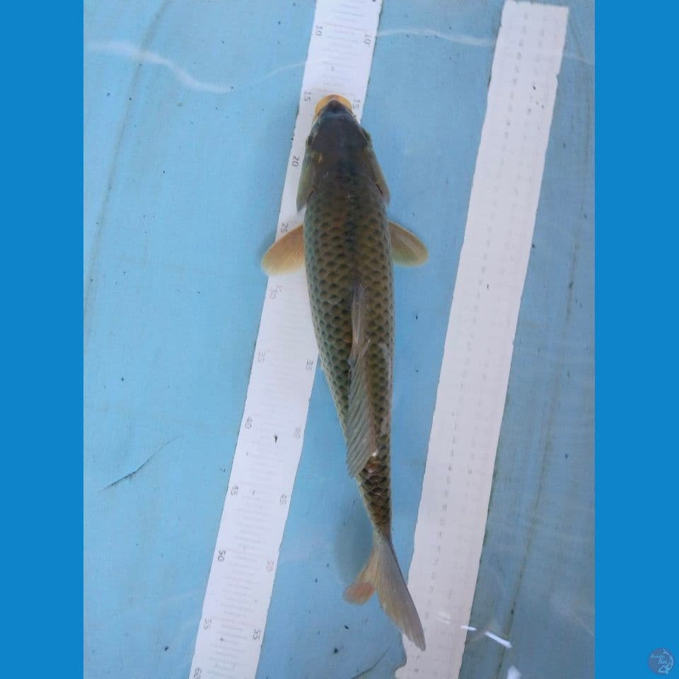 midori 30cm