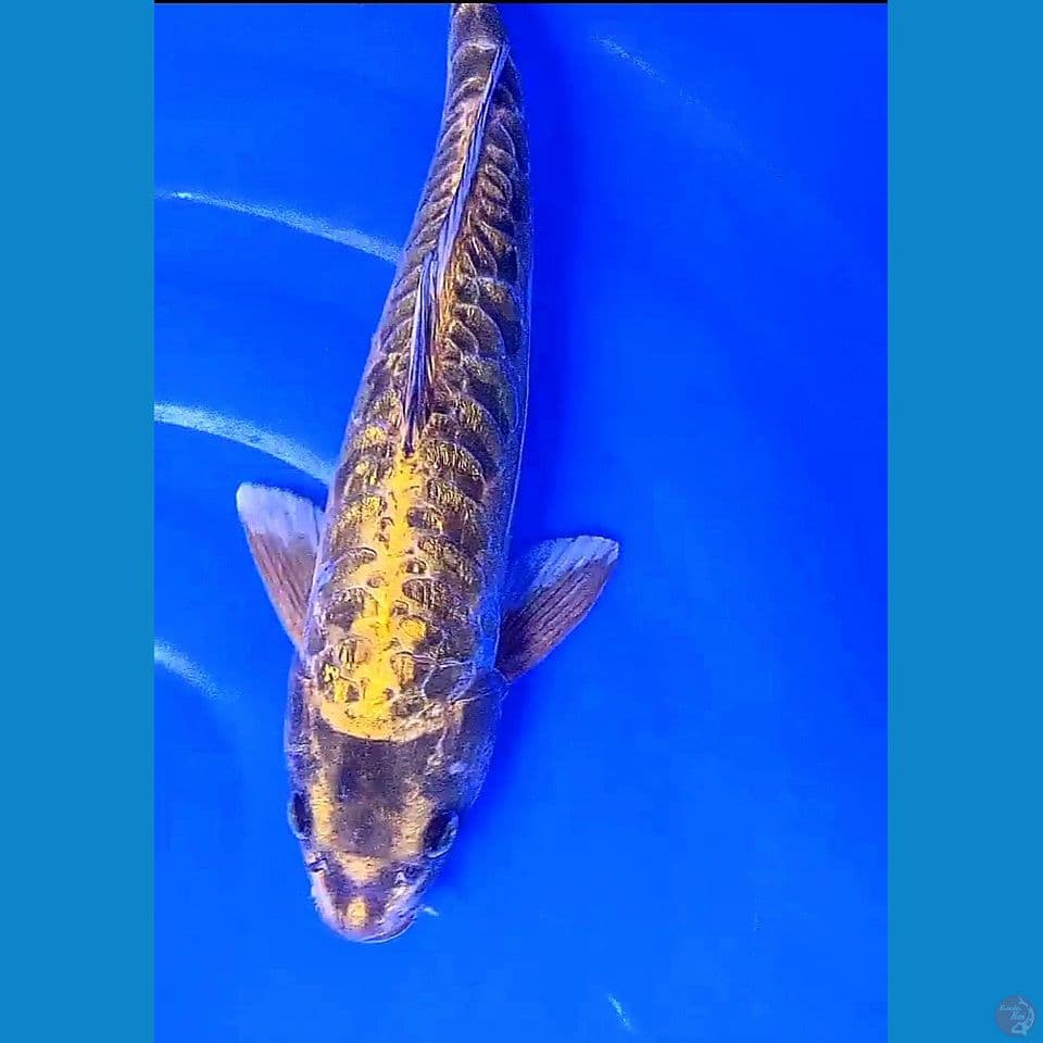 39cm gold dragon ginrin ml