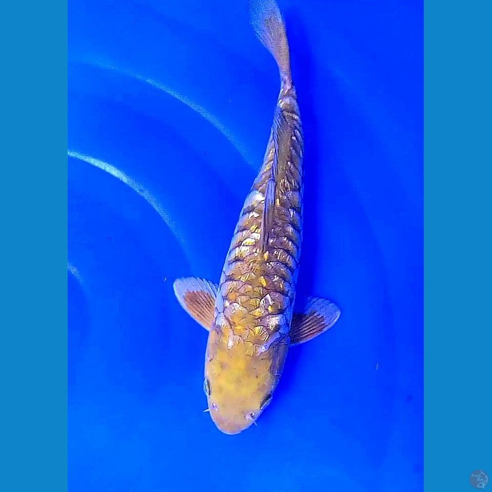 33cm midori sisik naga ginrin