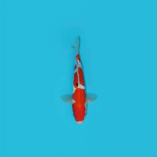 YG_SANKE_25 CM