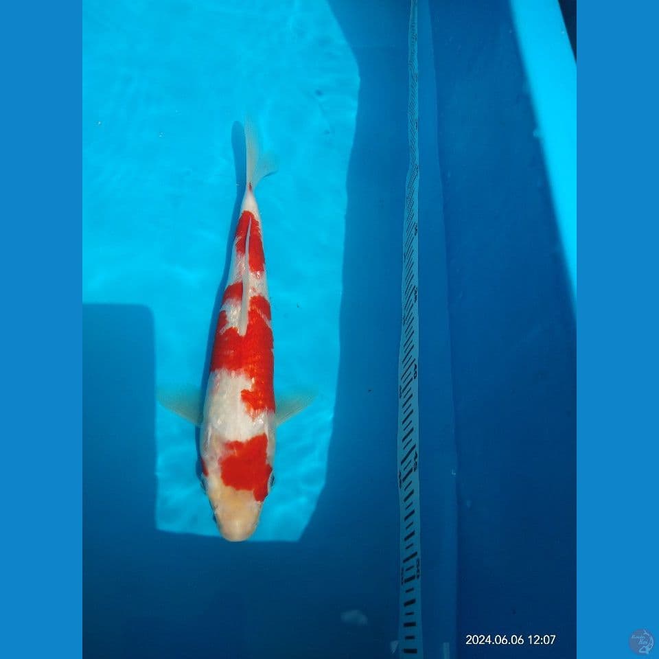 kohaku Ginrin 28cm