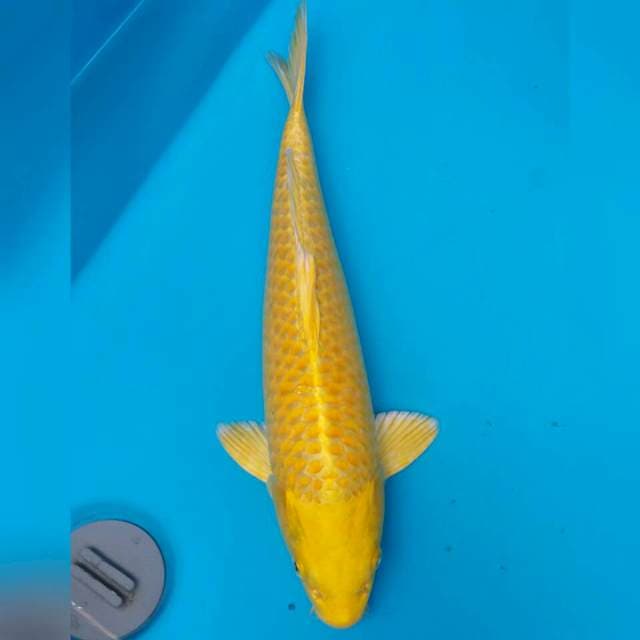 F1 IZUMIYA Yamabuki Ogon 41CM