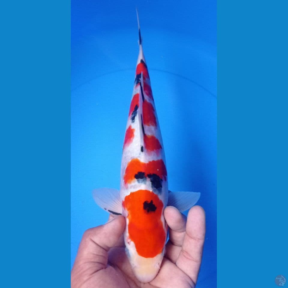 SANKE 31 CM