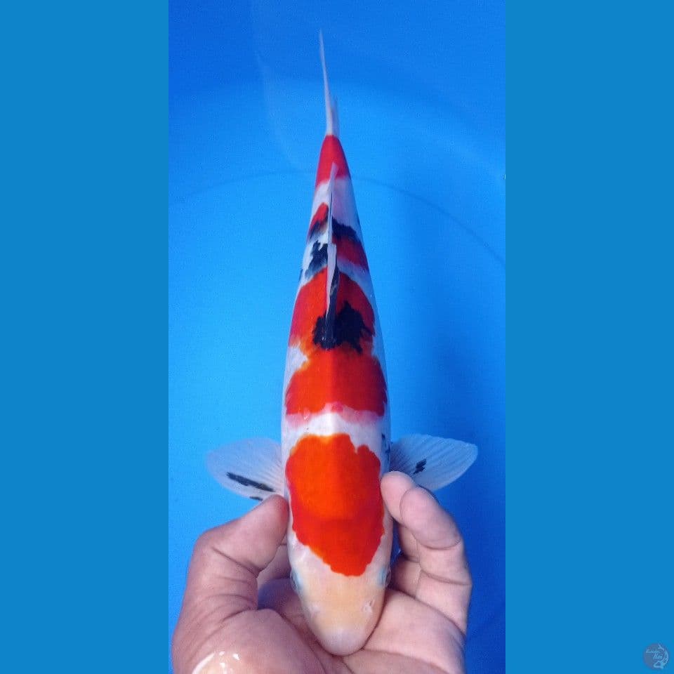 SANKE 32CM