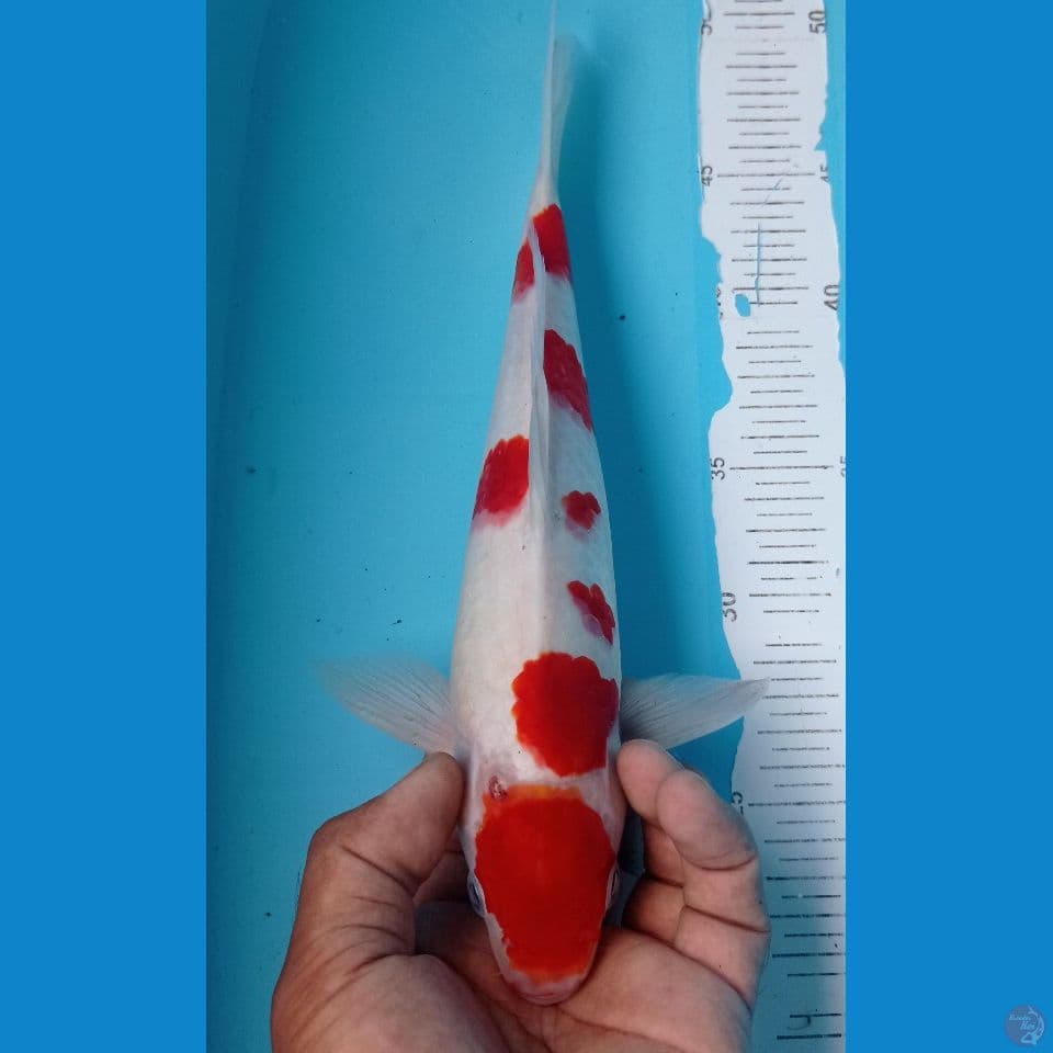 kohaku 30cm