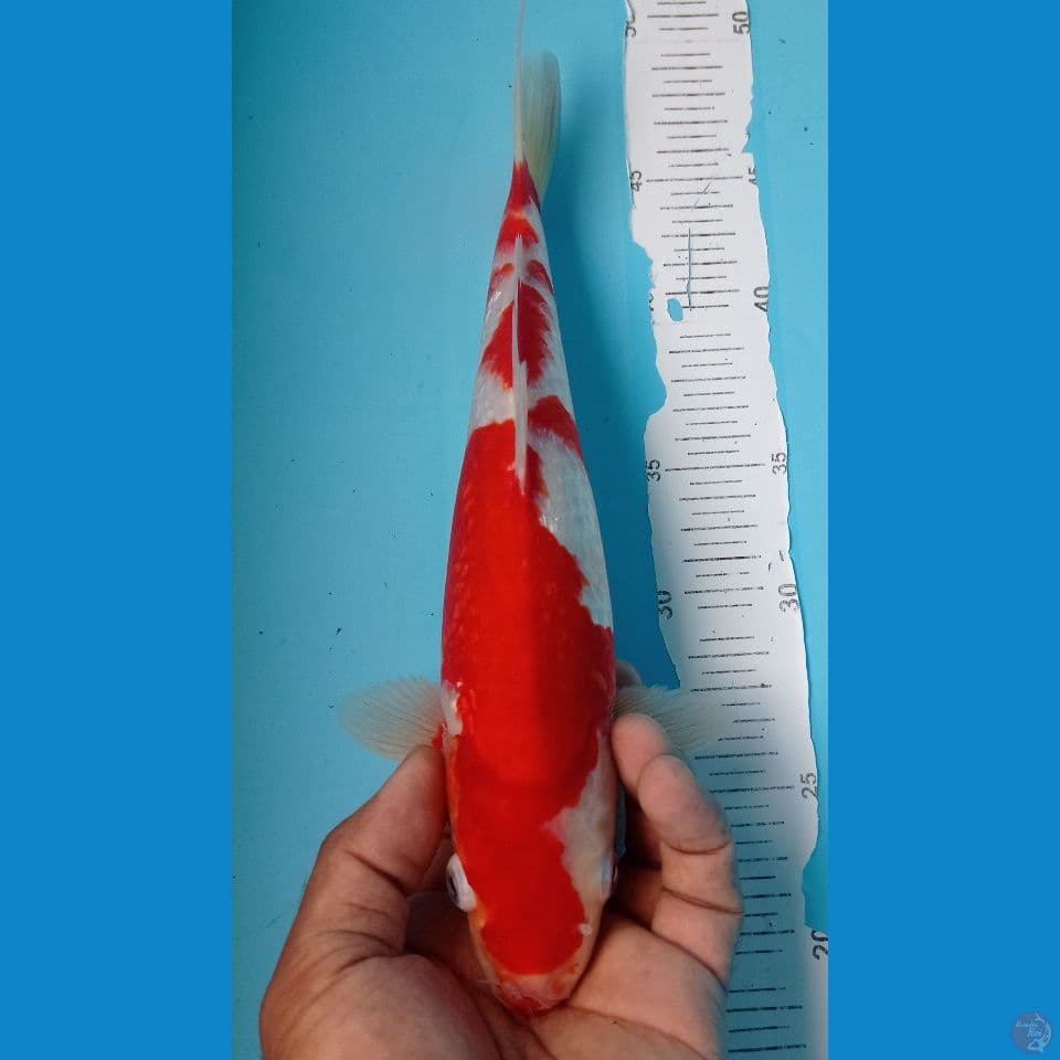 GINRIN 30CM