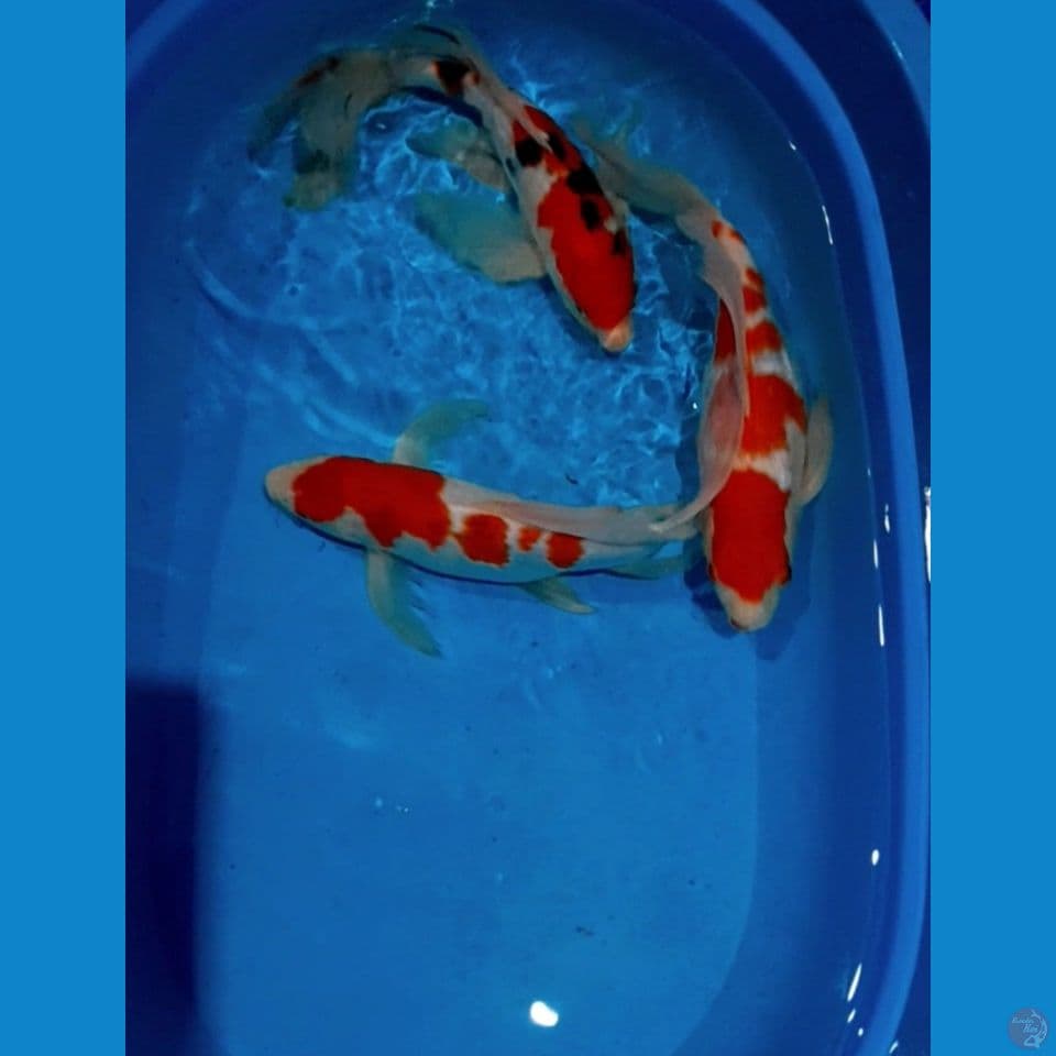 35 37cm Kumpay Kohaku Sanke