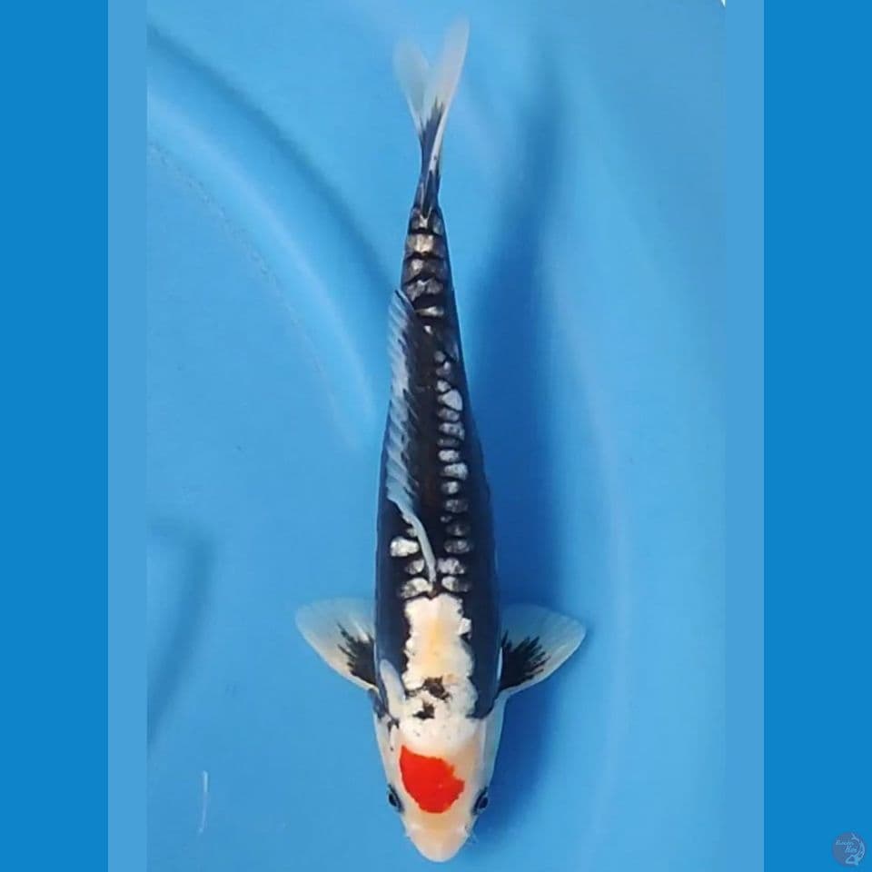 TANCHO BENIKUMONRYU 31 CM MALE