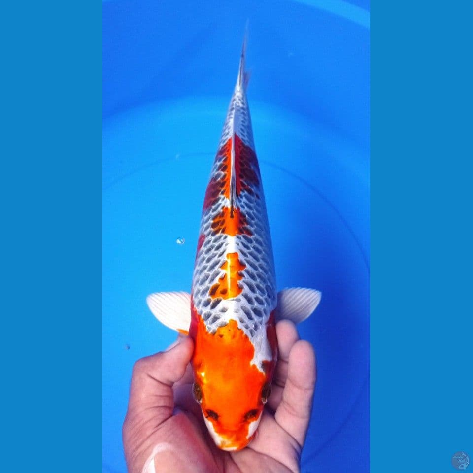 KUJAKU 36CM