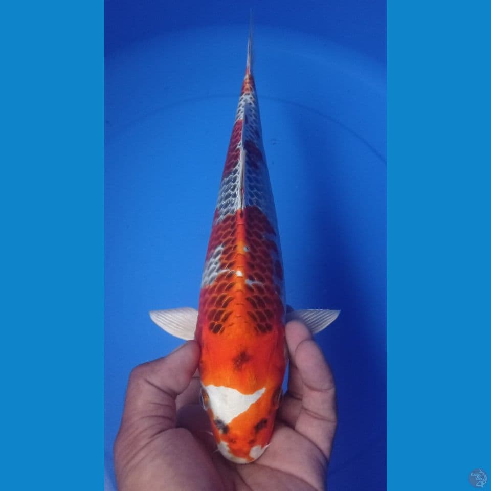 KUJAKU 32CM