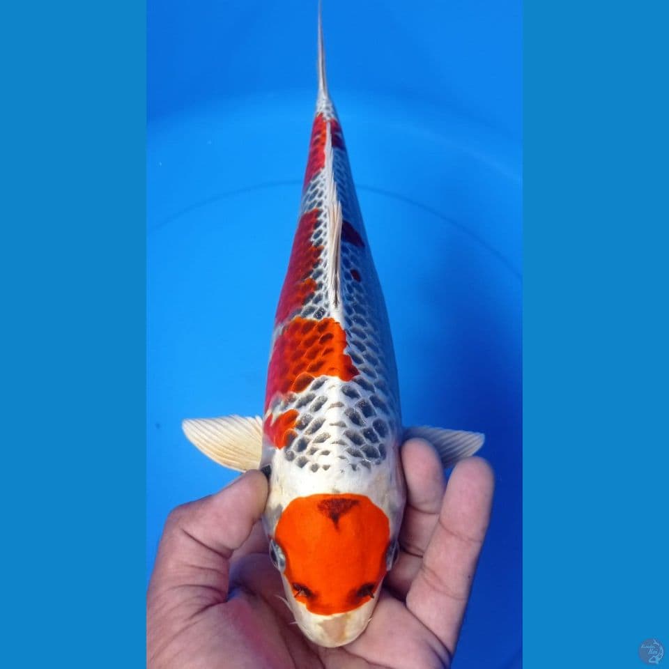 MARUTEN KUJAKU 33CM