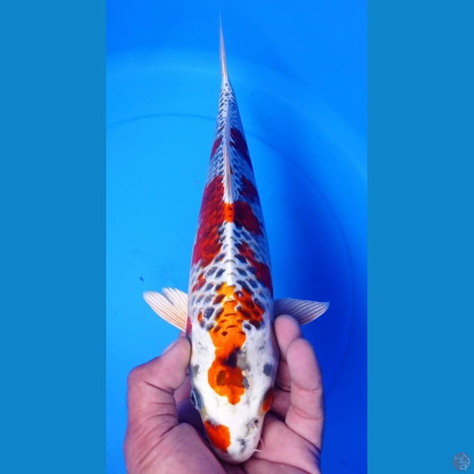 KUJAKU 34CM