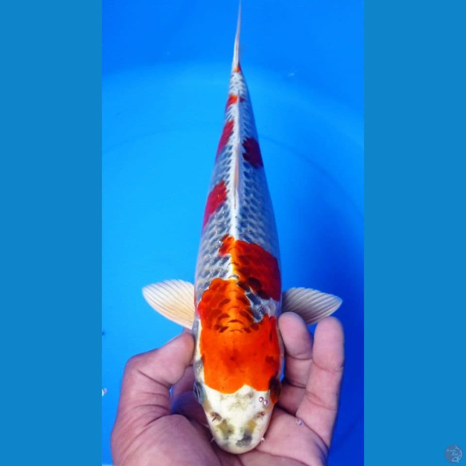 KUJAKU 34CM