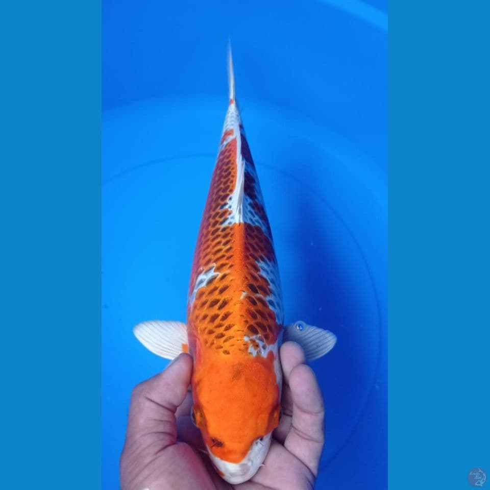 KUJAKU 35CM