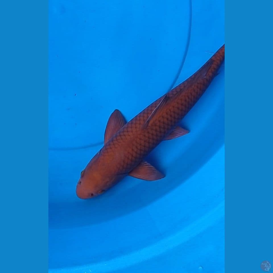 Chagoi Tembaga 41cm jantan