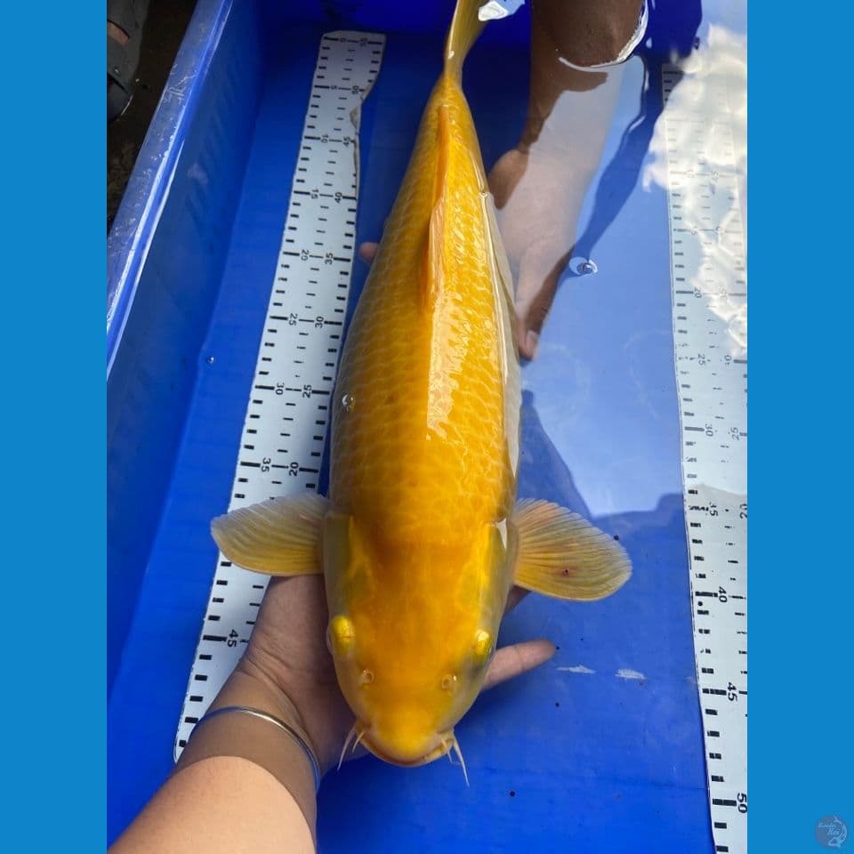 50 karashi jumbo punuk