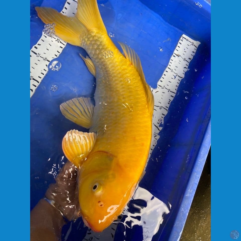 50 karasi jumbo