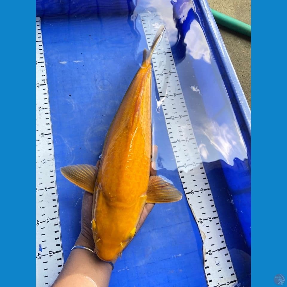 39 jantan punuk karashi