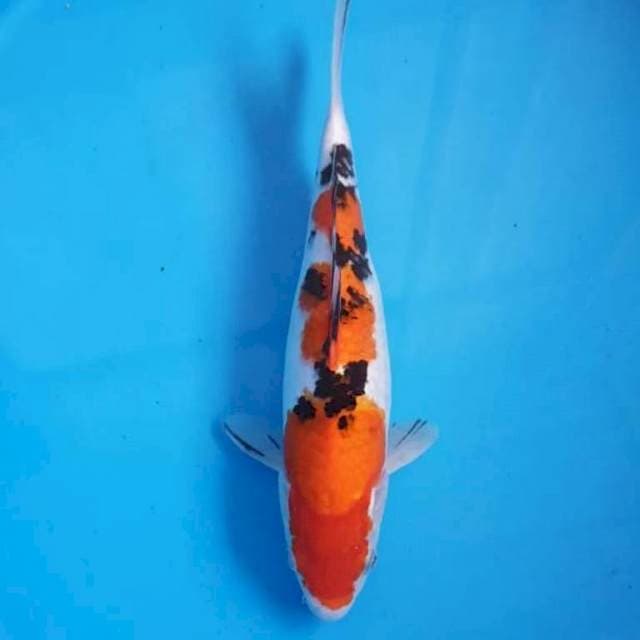 Sanke bagus 32 cm