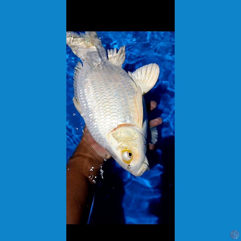 shotbodiy pelatinum 40cm male