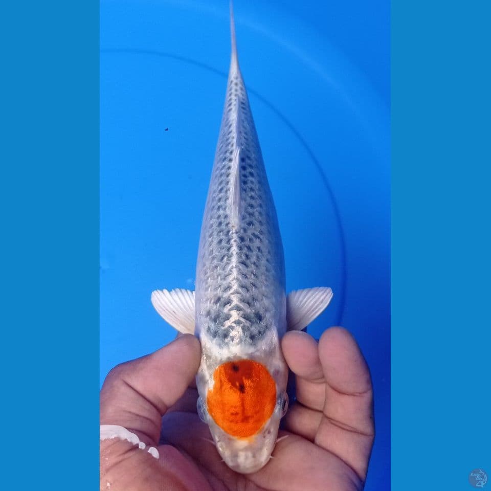 TANCO 25CM