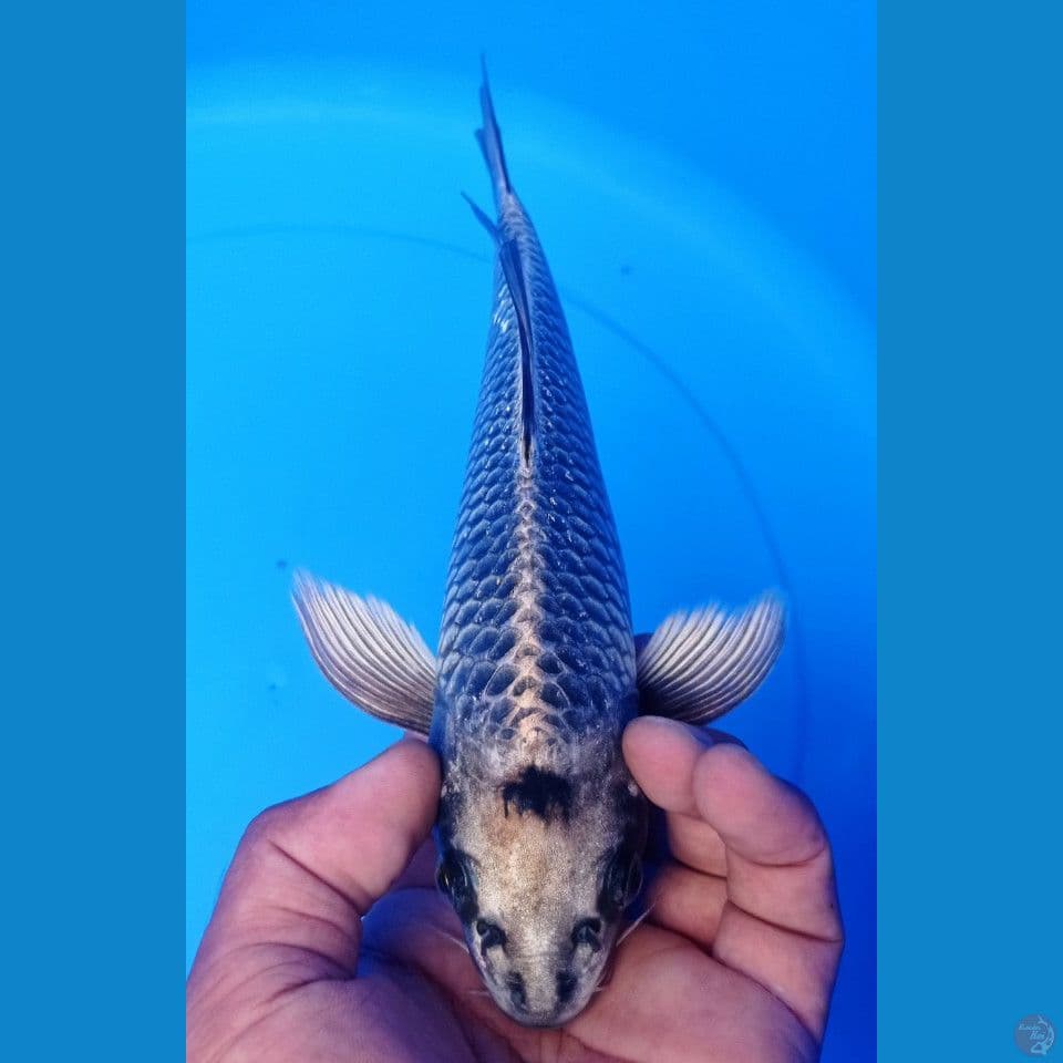 KUMPAY 27CM