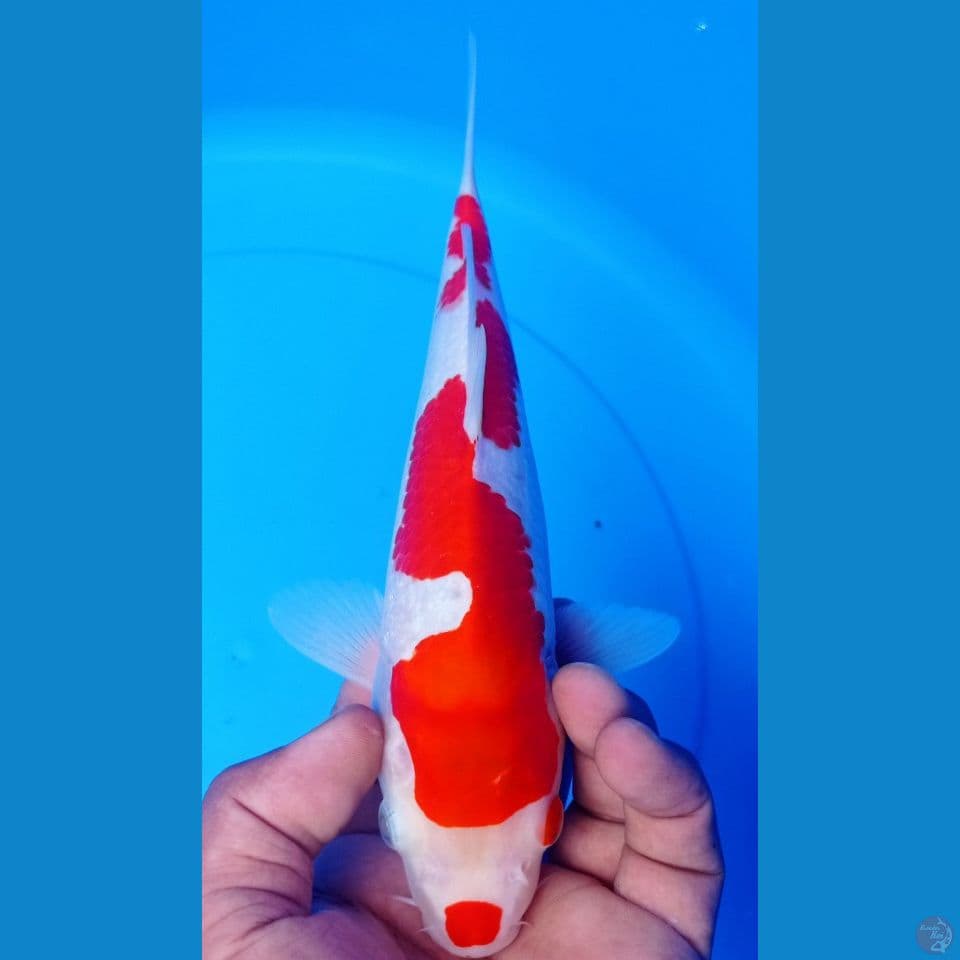 INAZUMA 27CM