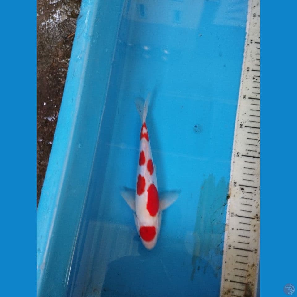 maruten doit 24cm