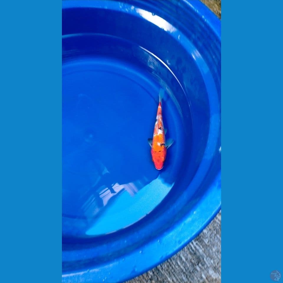 Showa Gindrin Tategoi Male 20cm™