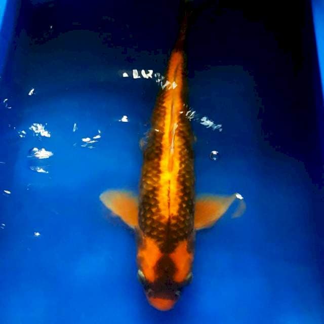 Special kabuto orange jaring istimewa 45cm