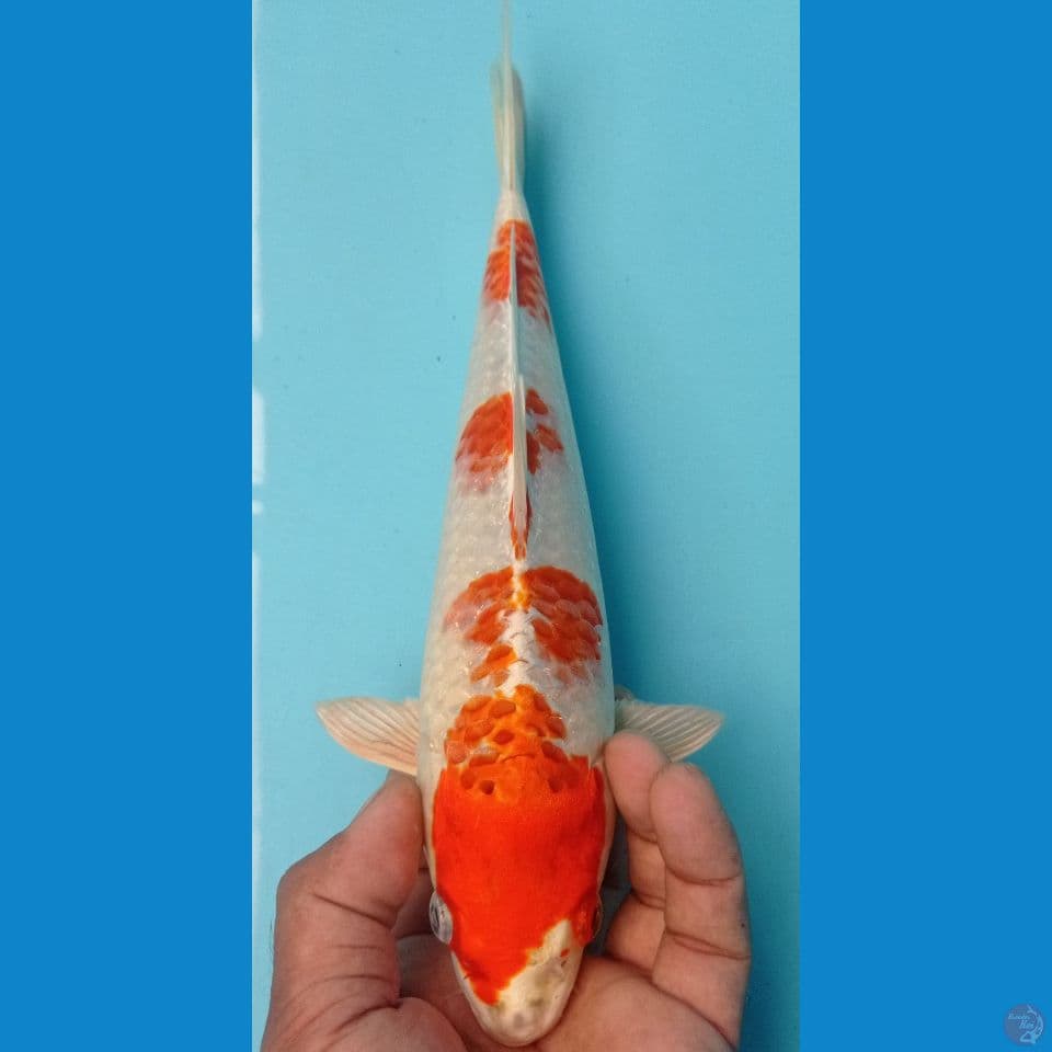 SAKURA OGON 30CM
