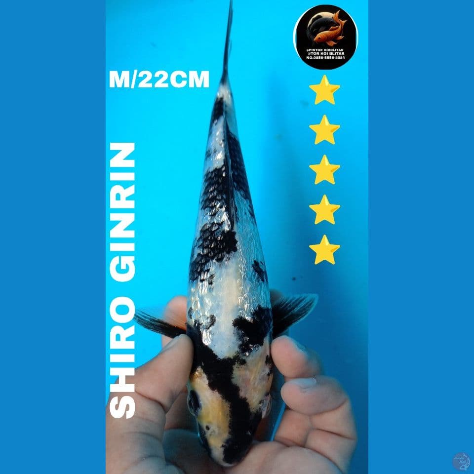 shiro GINRIN 22cm