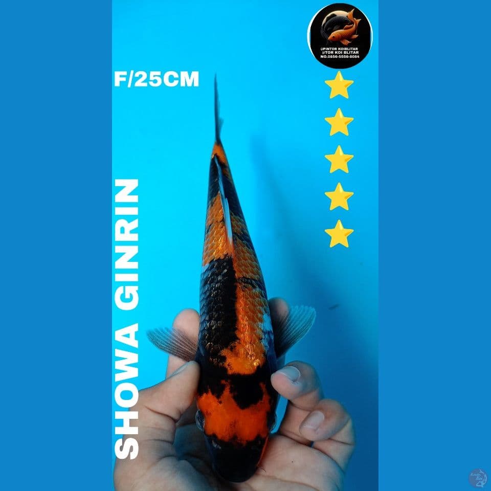 showa GINRIN 25cm