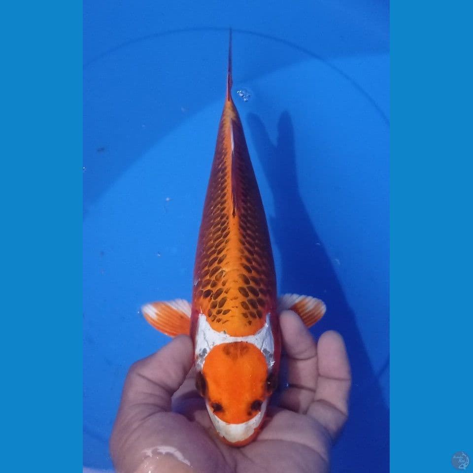 matsuba 30cm
