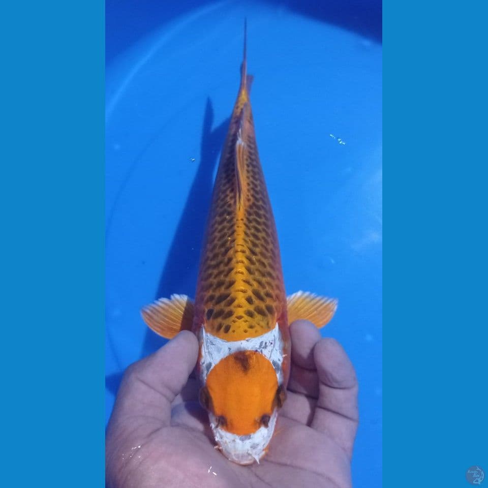 MARUTEN 30CM