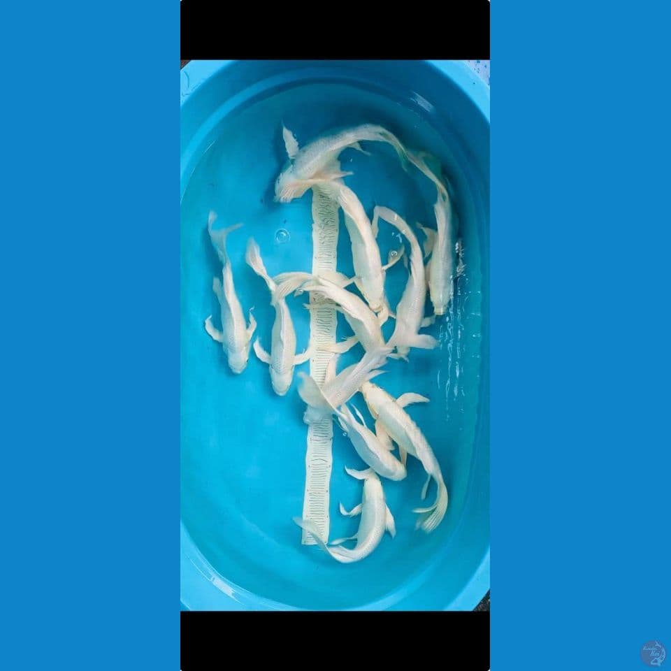 PLATINUM KUMPAY 32-36CM 10 ekor