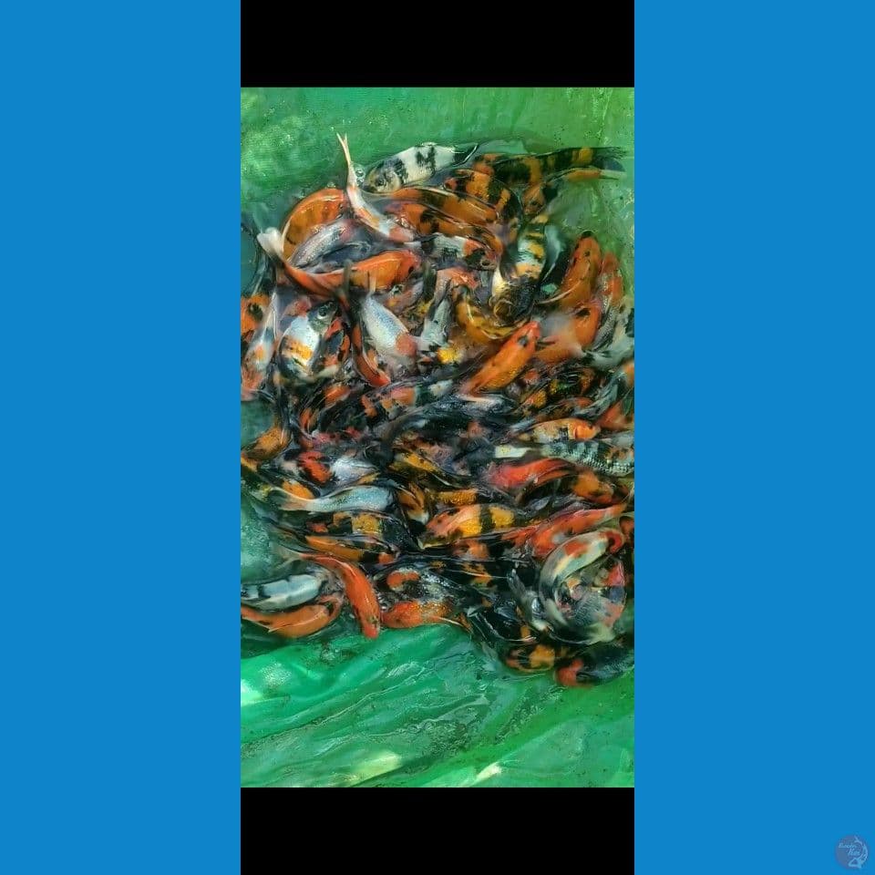 showa mix 12-17cm 90ekor