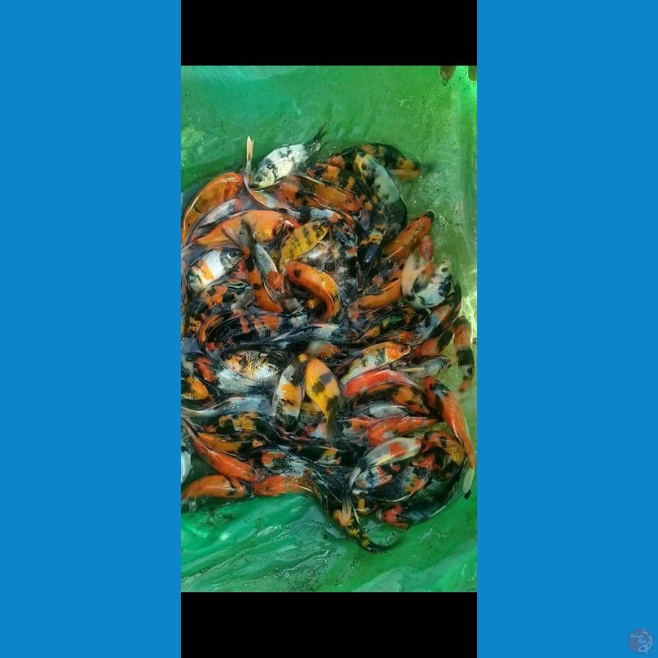 showa mix 12-17cm 90ekor