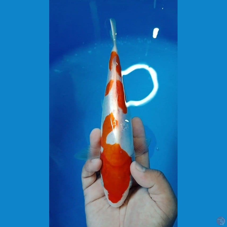 Kohaku Inazuma Doitsu 27cm