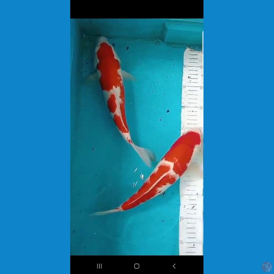 kohaku