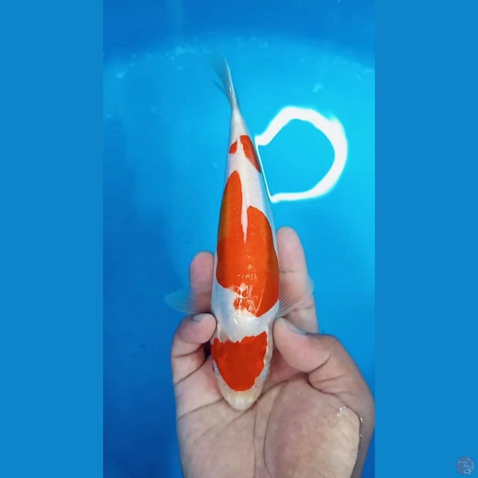 Kikushui 3 Step 22cm